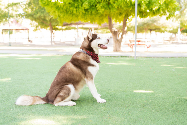huấn luyện chó Husky ngồi