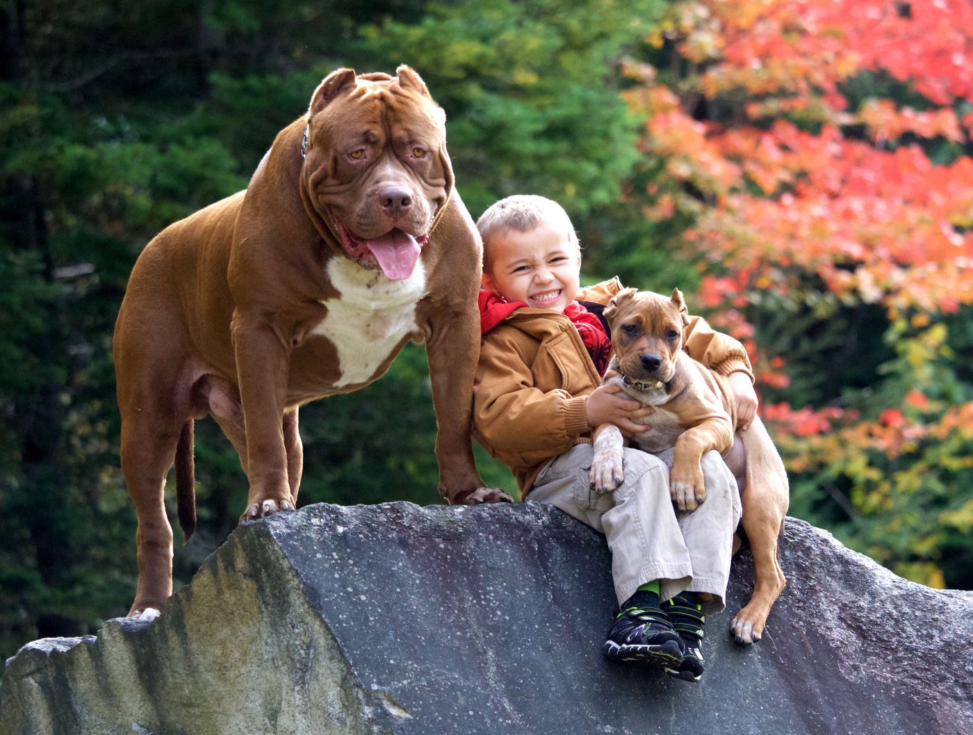 CATERS PITBULL AND CHILDREN FRIENDS 13