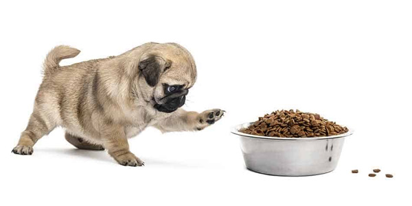 cách huấn luyện chó pug