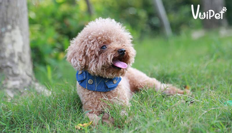 cho toy poodle 5
