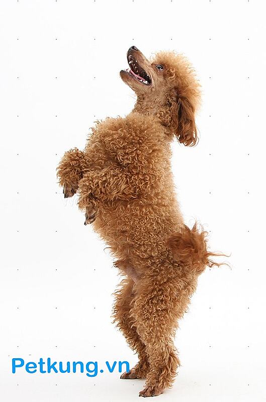 content 21665 Red Toy Poodle standing up on hind legs white background min
