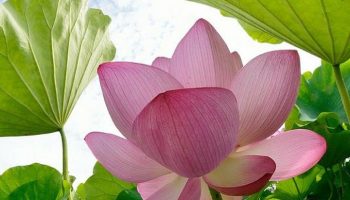 Hinh nen hoa sen%2B%252829%2529