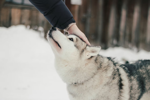cách huấn luyện chó husky