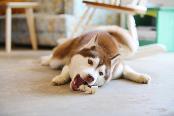 kinh nghiệm nuôi chó husky