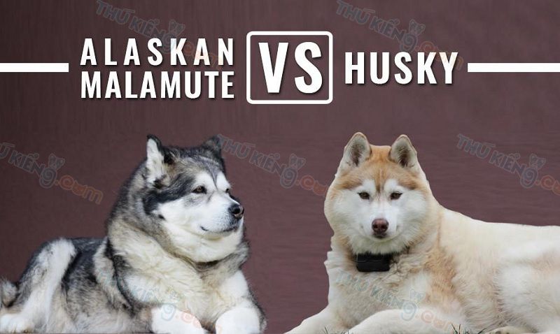 phan biet cho alaska va cho husky