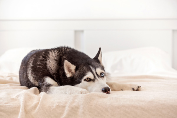 nuôi chó husky