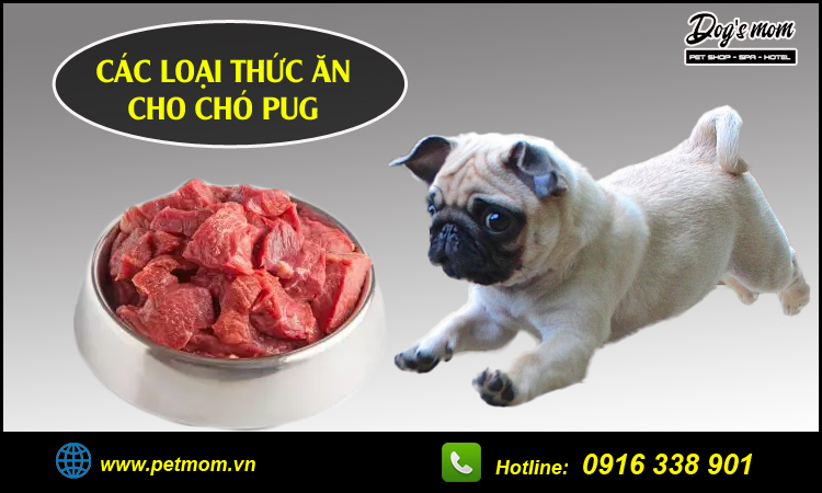 thuc an cho cho pug 3 1600851289