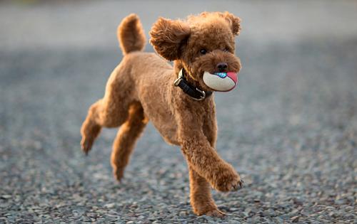 toy poodle 1486041884 2