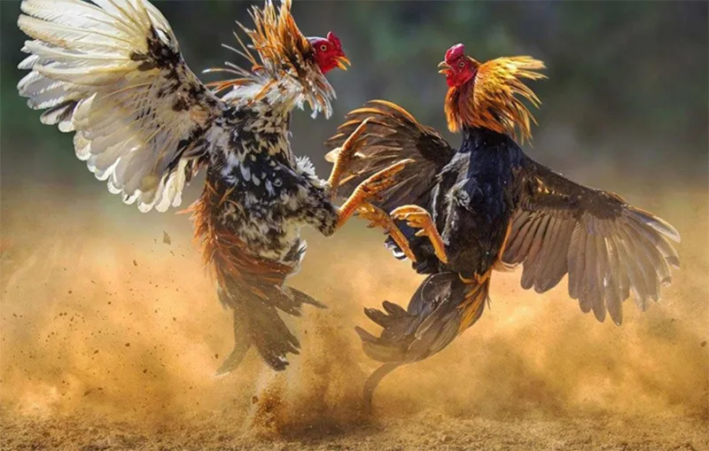 Kỹ thuật nuôi gà chọi tốt cho gà chọi dũng mãnh