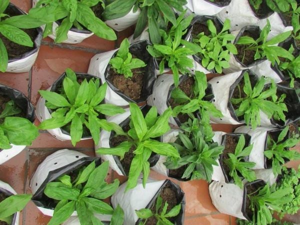 Hoa bất tử có ý nghĩa gì? Đặc điểm, cách trồng loài hoa không tàn