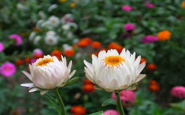 Hoa bất tử có ý nghĩa gì? Đặc điểm, cách trồng loài hoa không tàn