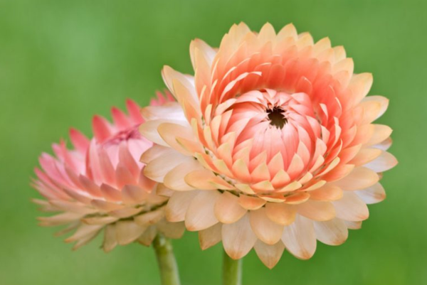 Hoa bất tử có ý nghĩa gì? Đặc điểm, cách trồng loài hoa không tàn